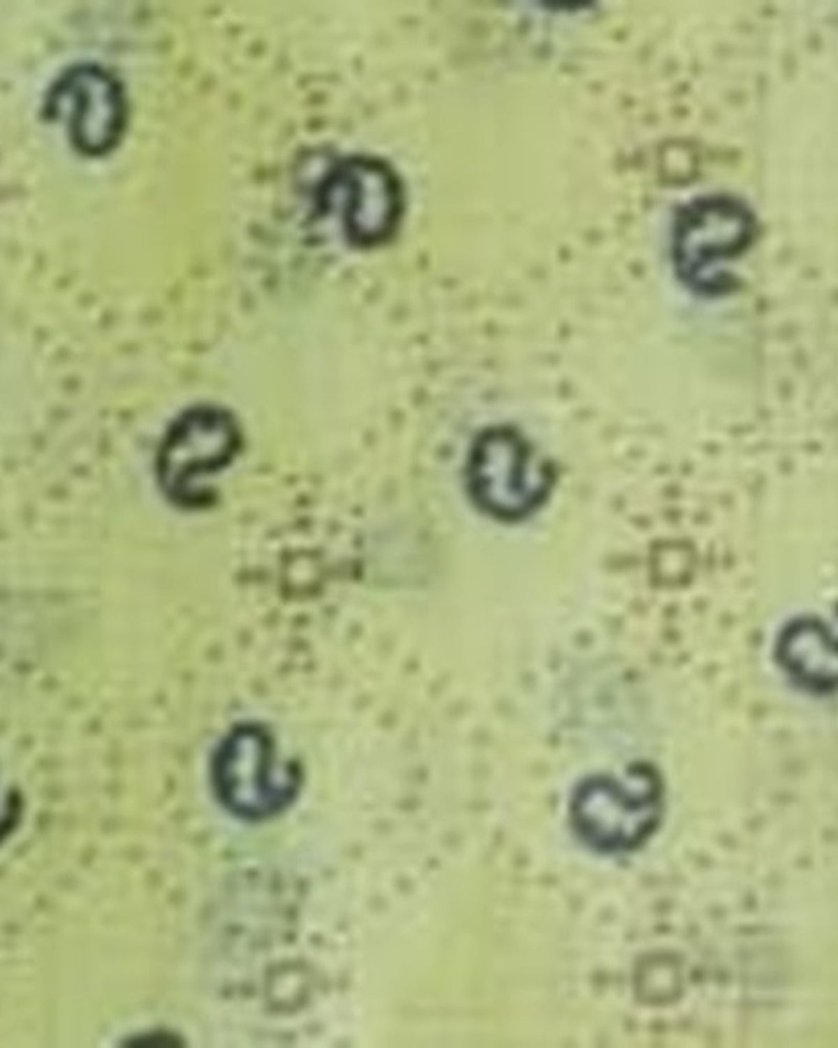 Butter Yellow Paisley Print kurta pajama set for men, fabric close-up